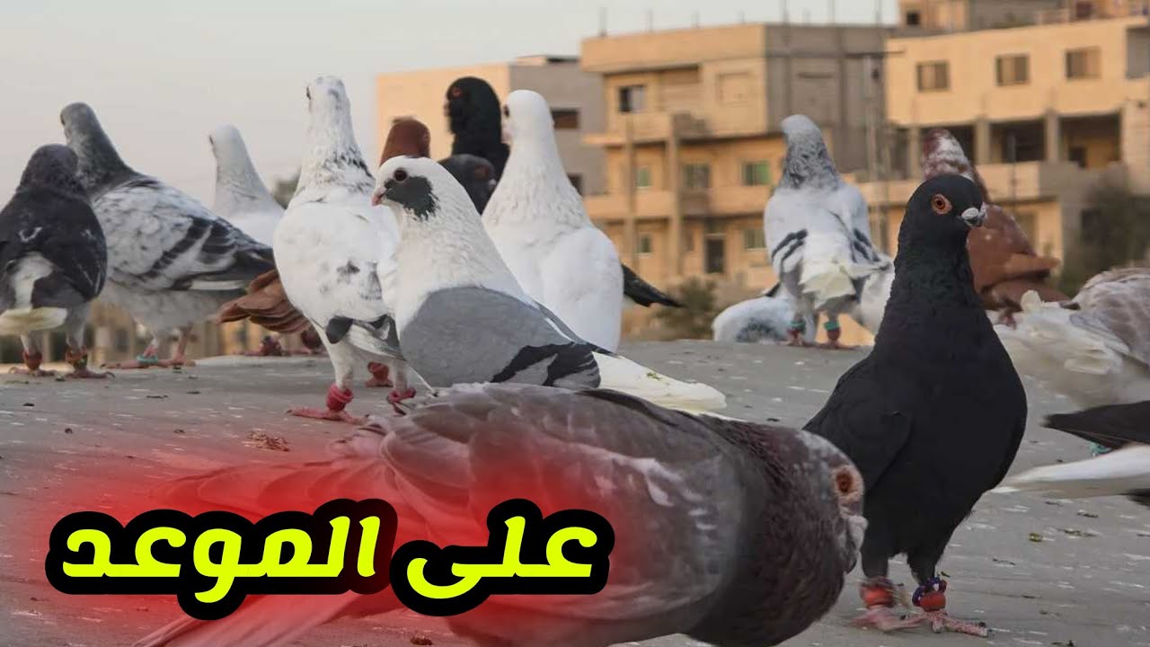 طلعت كل الحمام القوية على وقت الموعد وثقلت بالمخاليف ولا اروع