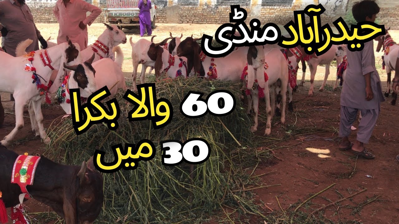 Hyderabad Bypass Bakra Mandi Latest Updates ❤️