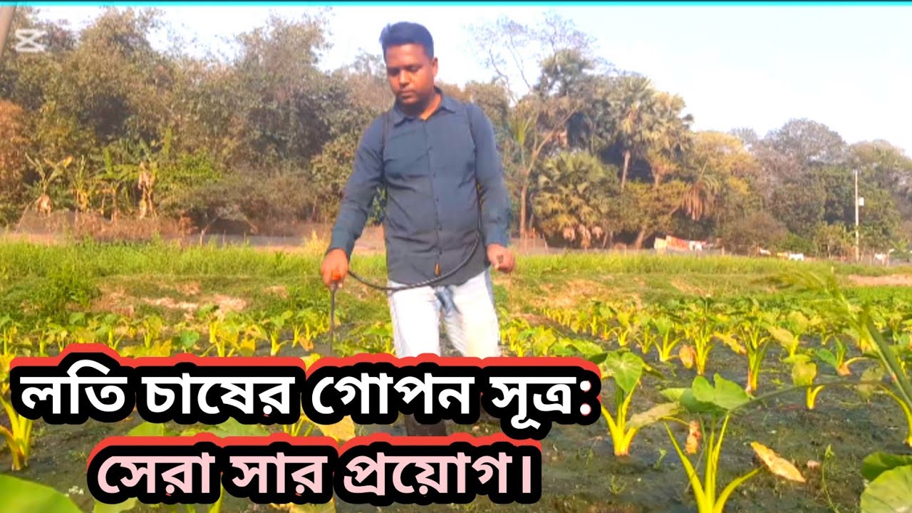 লতি কচুর সার প্রয়োগ। Loti Kochur Sar Proyug -2026