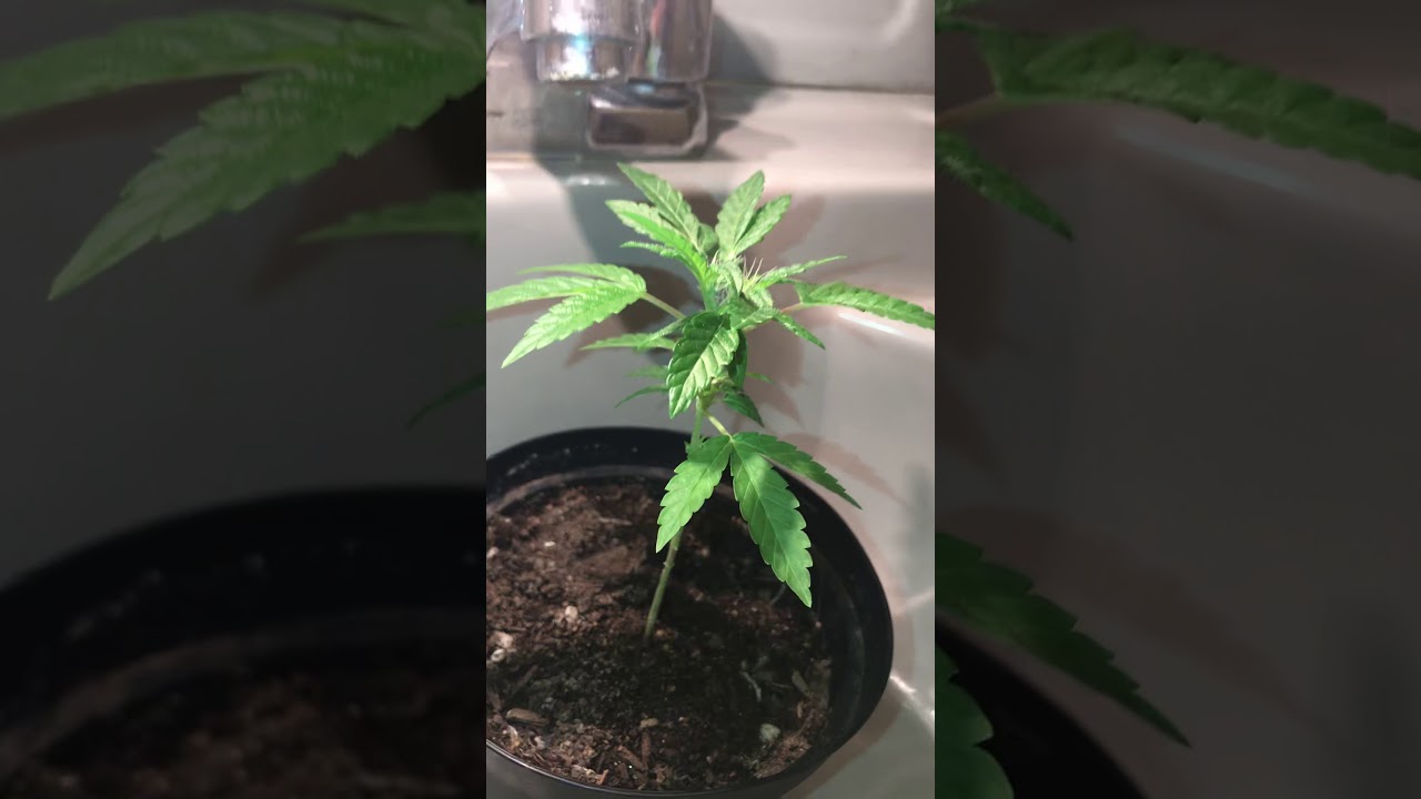 Early flowering