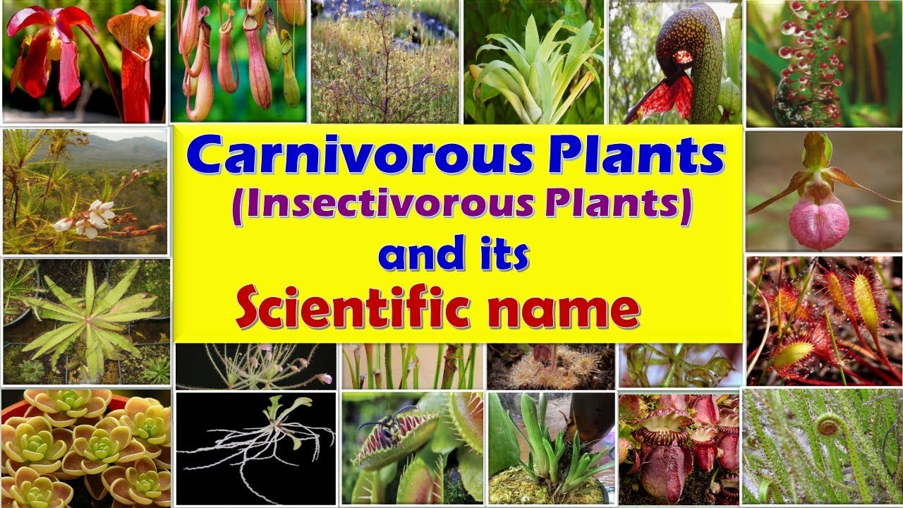 Carnivorous plants (Insectivorous Plants) || Insect eating plants || List of Carnivorous plants