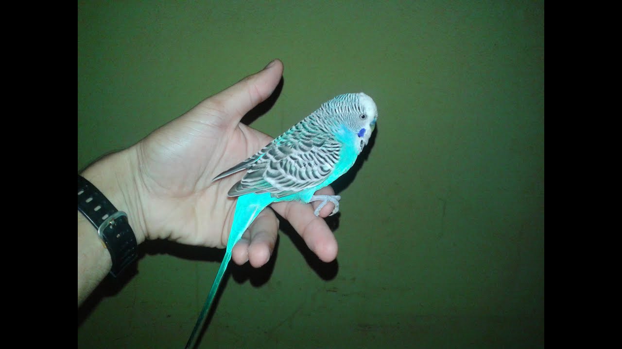 Domesticando Periquitos Australiano!