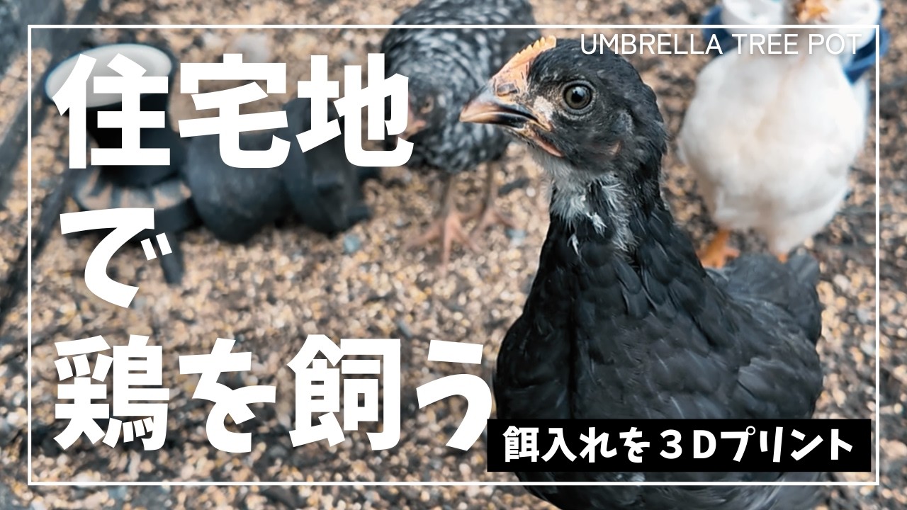 ヒヨコの餌入れが倒れる…3Dプリンターで改良した結果【ニワトリ飼育】