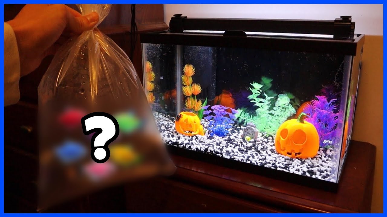 Buying GLOWING FISH For My Halloween Aquarium!