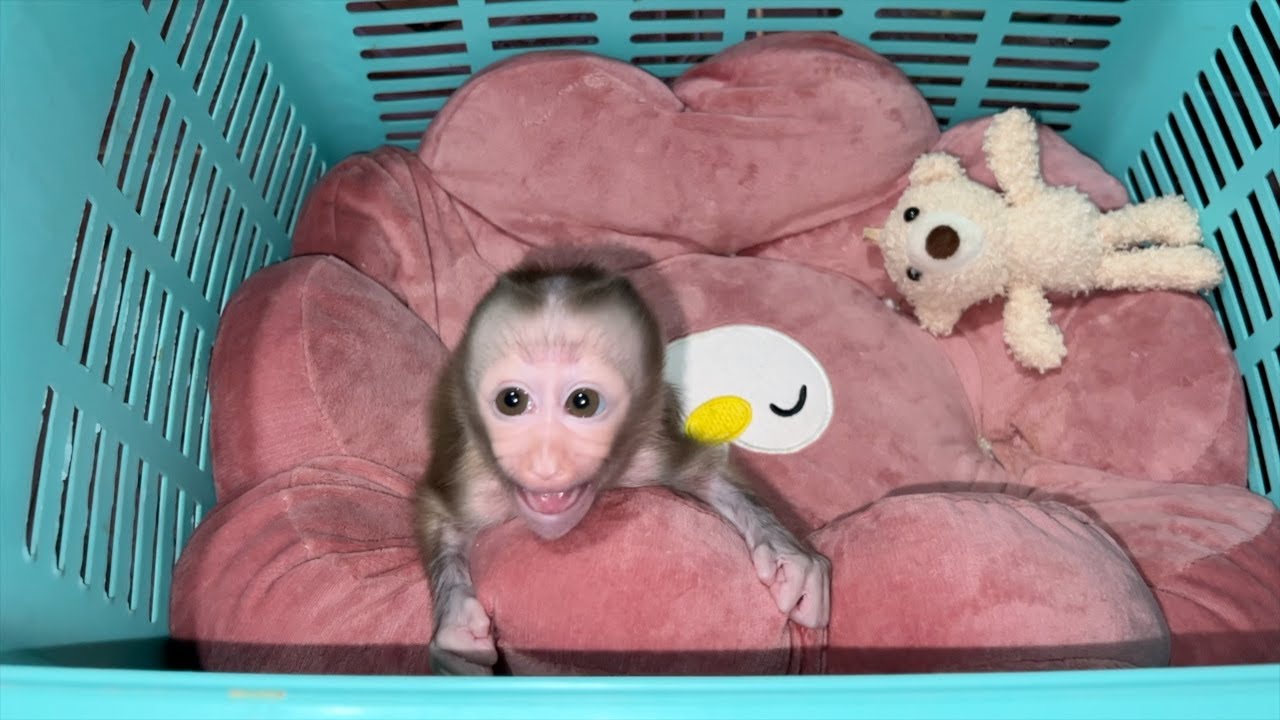 Poor Emma Screaming Tantrum Very Hungry In Basket To Sign Mom Fast Milk