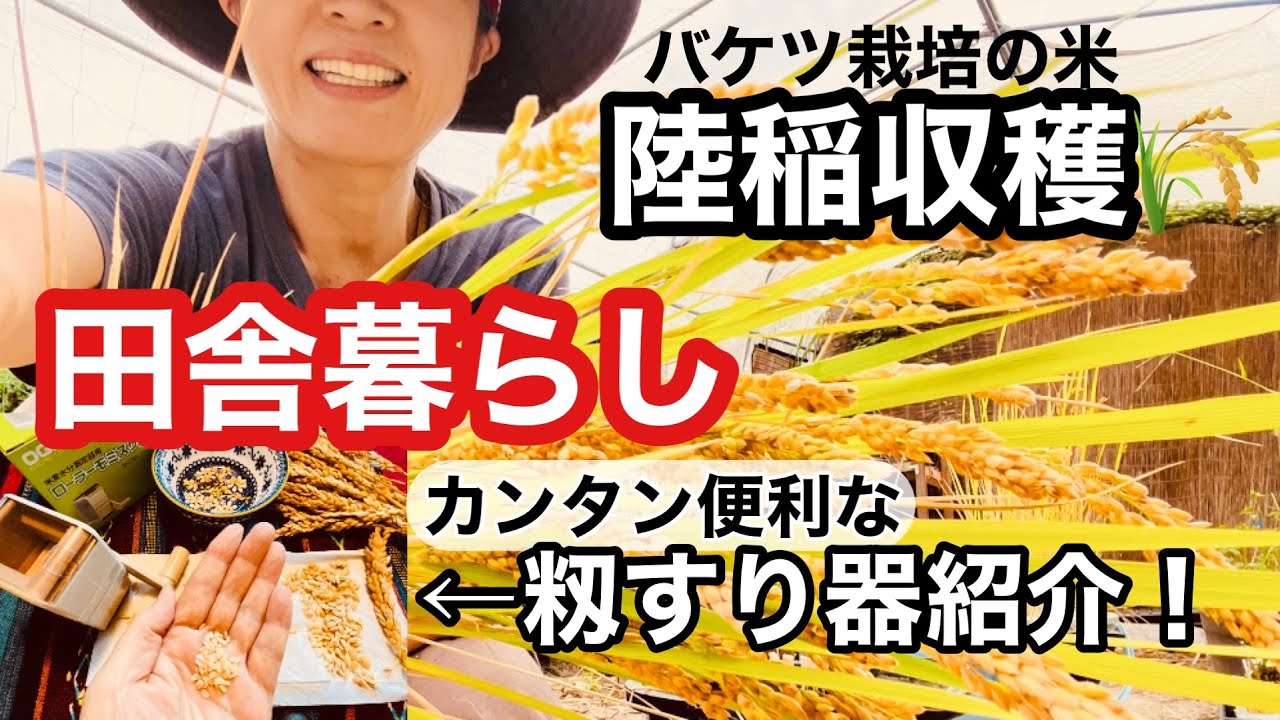 【田舎暮らし】畑で作れる陸稲栽培P2♡収穫＆籾殻取り作業112