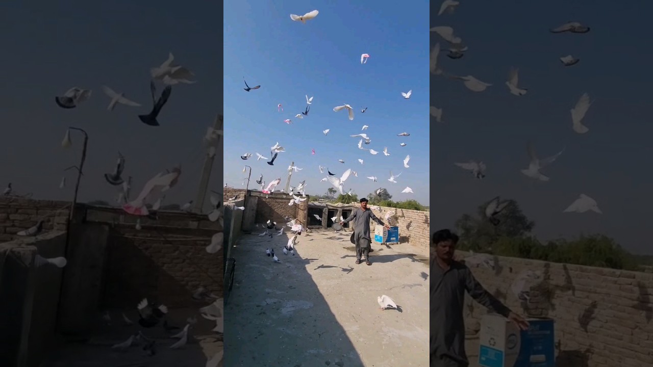kabootar WhatsApp stutus short - #shortvideo 🤪😘❤️&zwj;🔥❤️&zwj;🔥