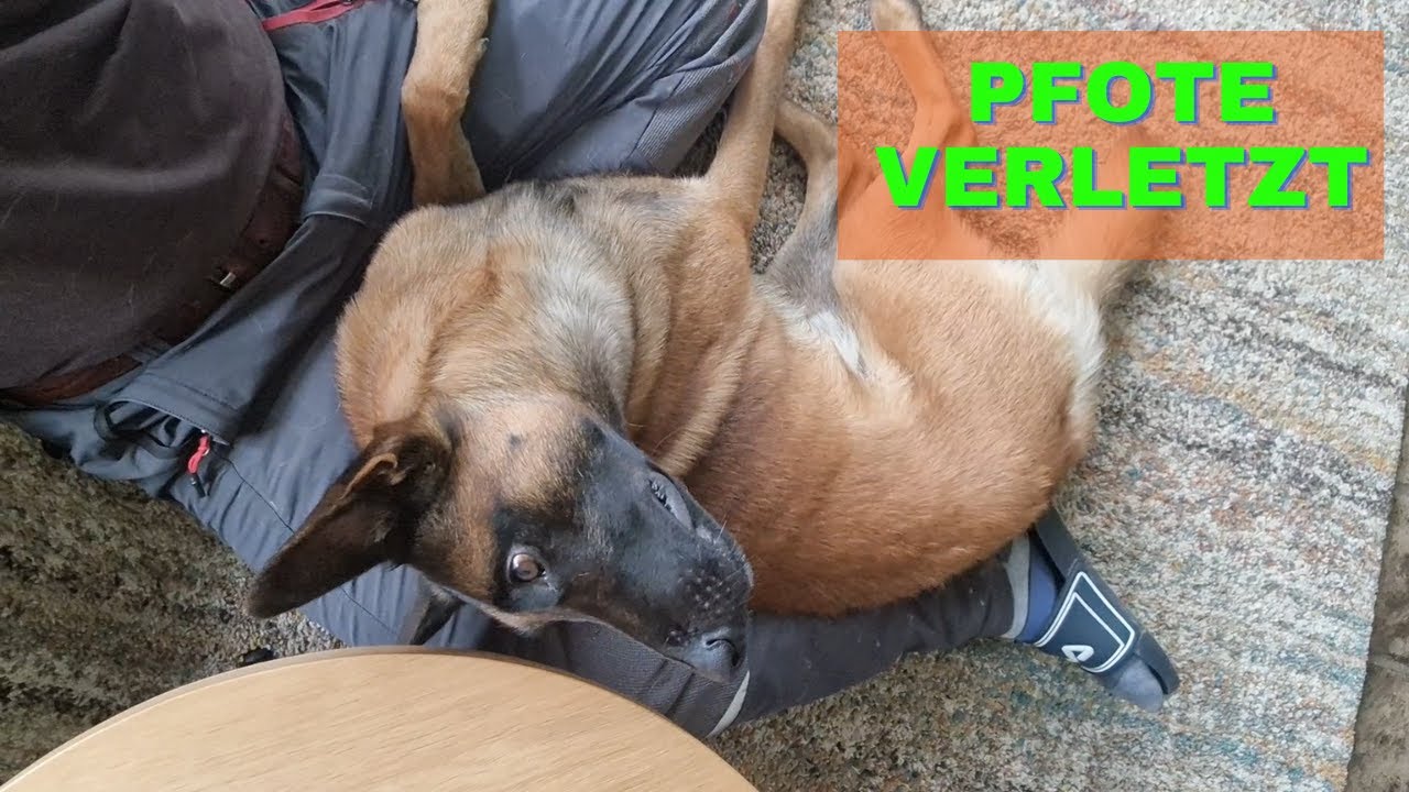 Hund verletzt sich an der Pfote (Fu&szlig;ballen) und mutiert zum Schwan
