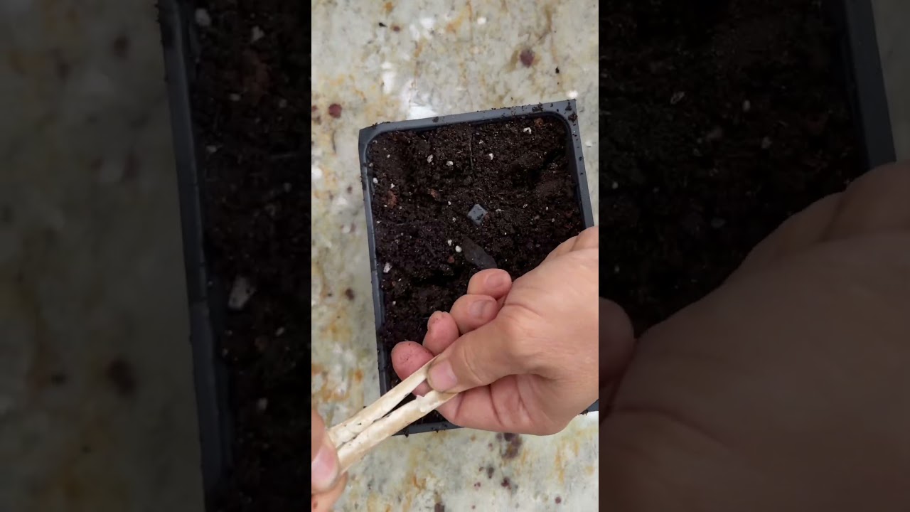 How to grow butterfly pea flowers from seeds! 🌱🦋 #butterflypeaflower #flowers #seedlings #shorts