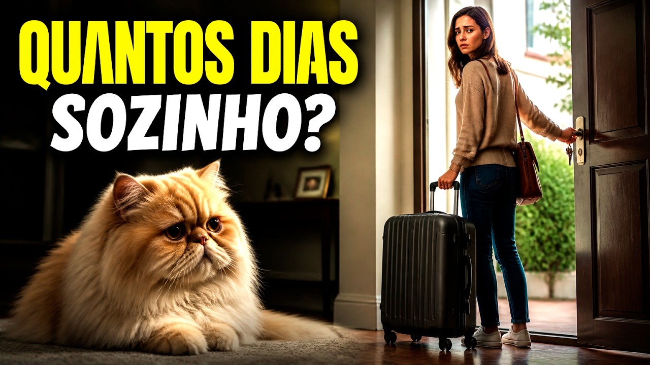 Posso viajar e deixar o gato sozinho em casa? Quanto tempo o gato pode ficar sozinho? - Gatil Hauser