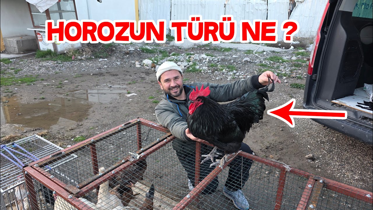 Tavuk Pazarında Rastladığım Horoza Bakın