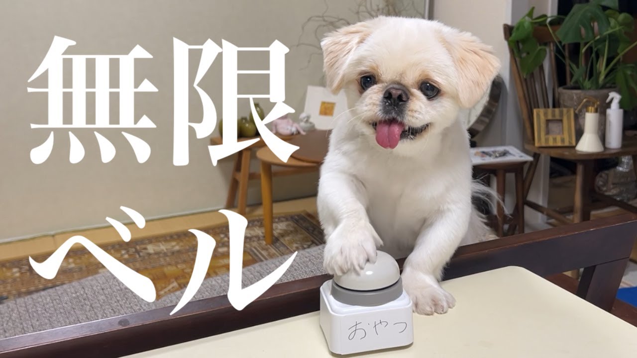 Q.この世で1番かしこい生き物は？ A.犬─────【ムーチョ】