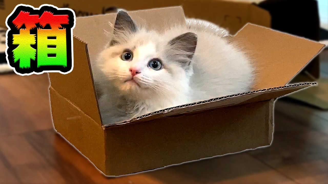 ダンボールが大好きなラグドール　生後2ヵ月の子猫