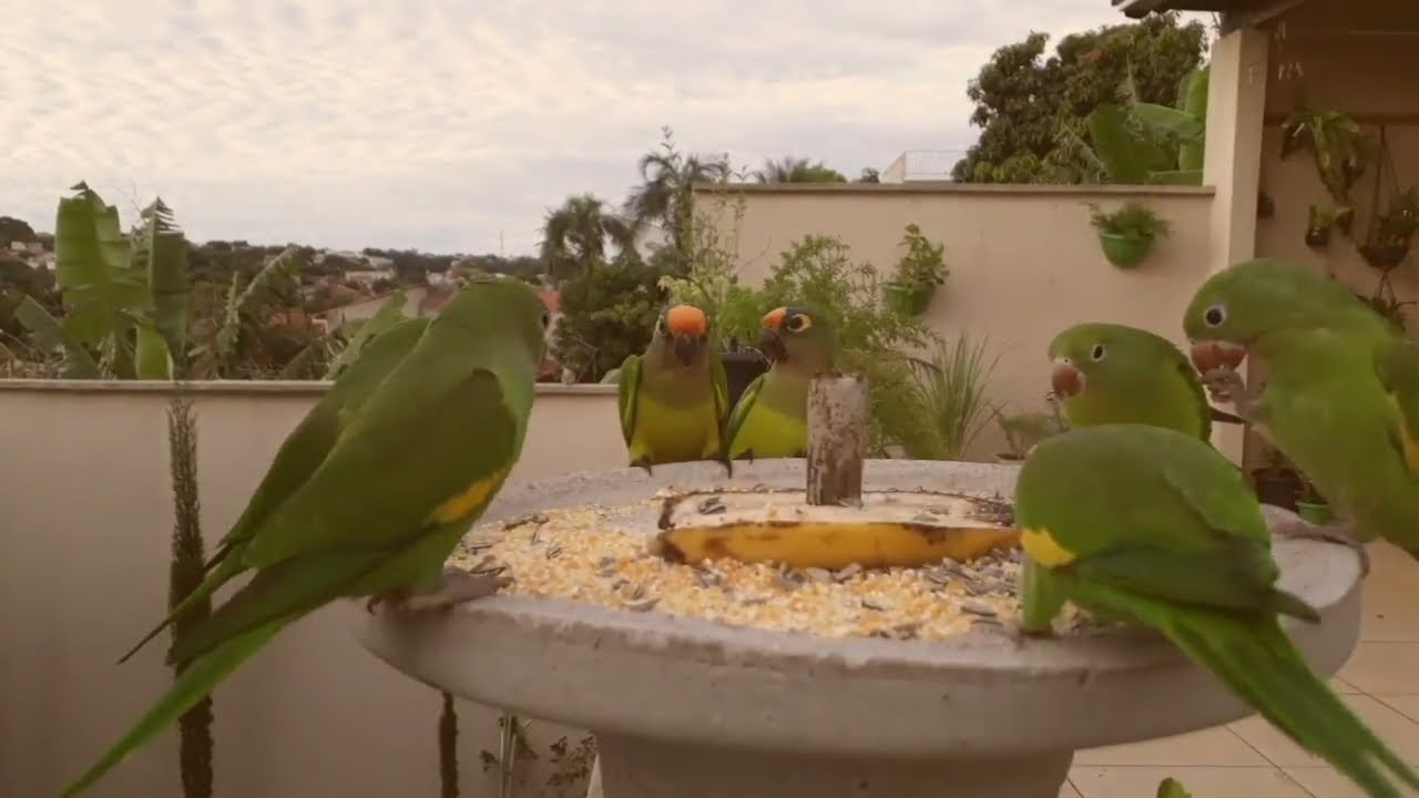Piriquitos rei e periquito-de-encontro amarelo.