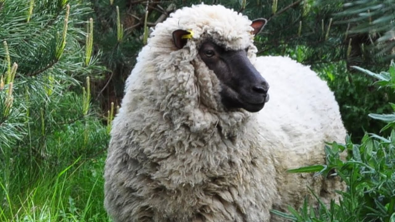 Shropshire Sheep | Adaptable Easy Fleshing
