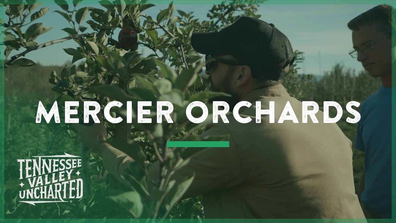 250 Acres of Apples in Mercier Orchards (Blue Ridge, GA) - Tennessee Valley Uncharted