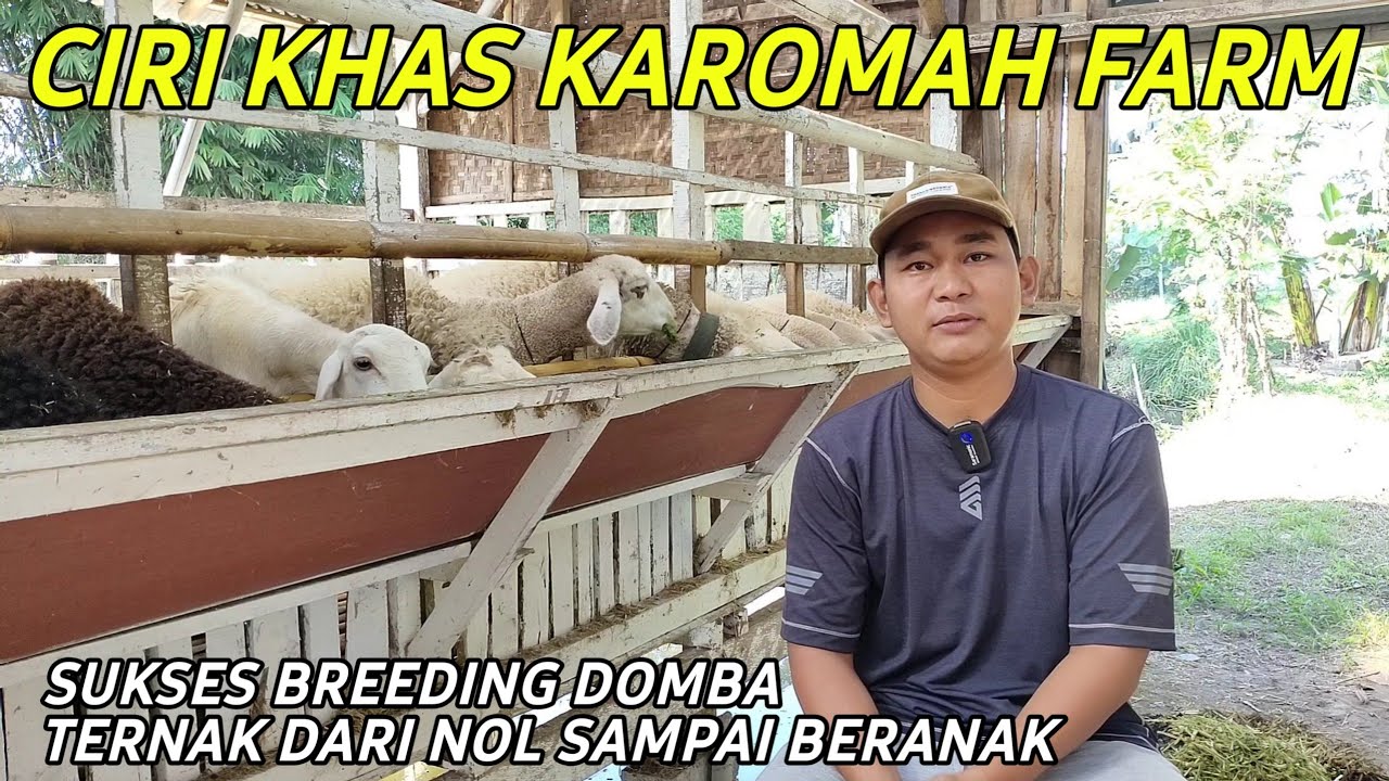 SUKSES BREEDING DOMBA SISTEM KOLONI 1 PEJANTAN 12 BETINA | CERITA PETERNAK SUKSES