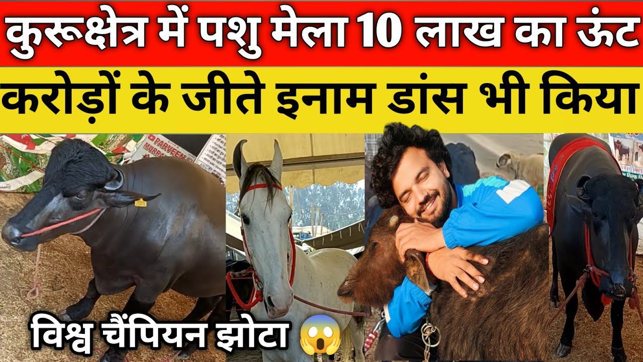 कुरुक्षेत्र में लगा पशु मेला हरियाणा और आसपास से आए हजारों पशु जीते लाखों के इनाम ऊंट ने किया डांस।
