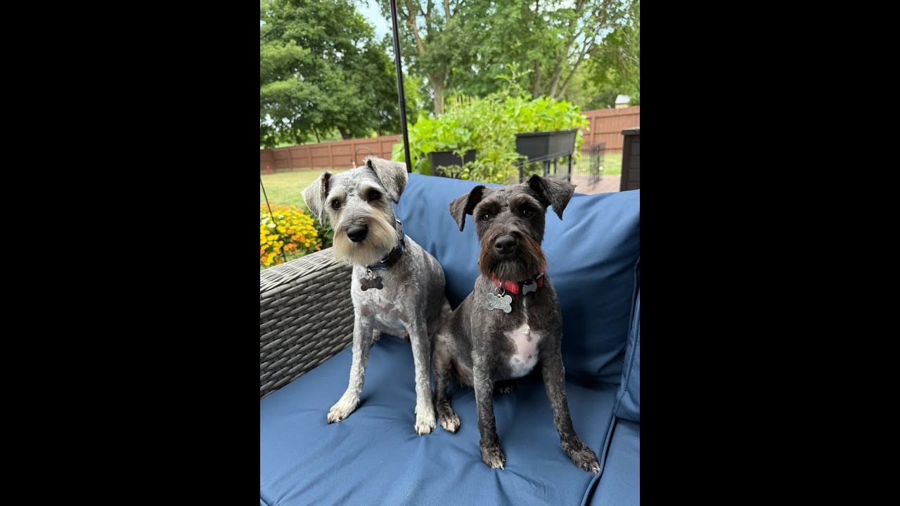 Tucker and Scout Turn 1 | Life With Schnauzers