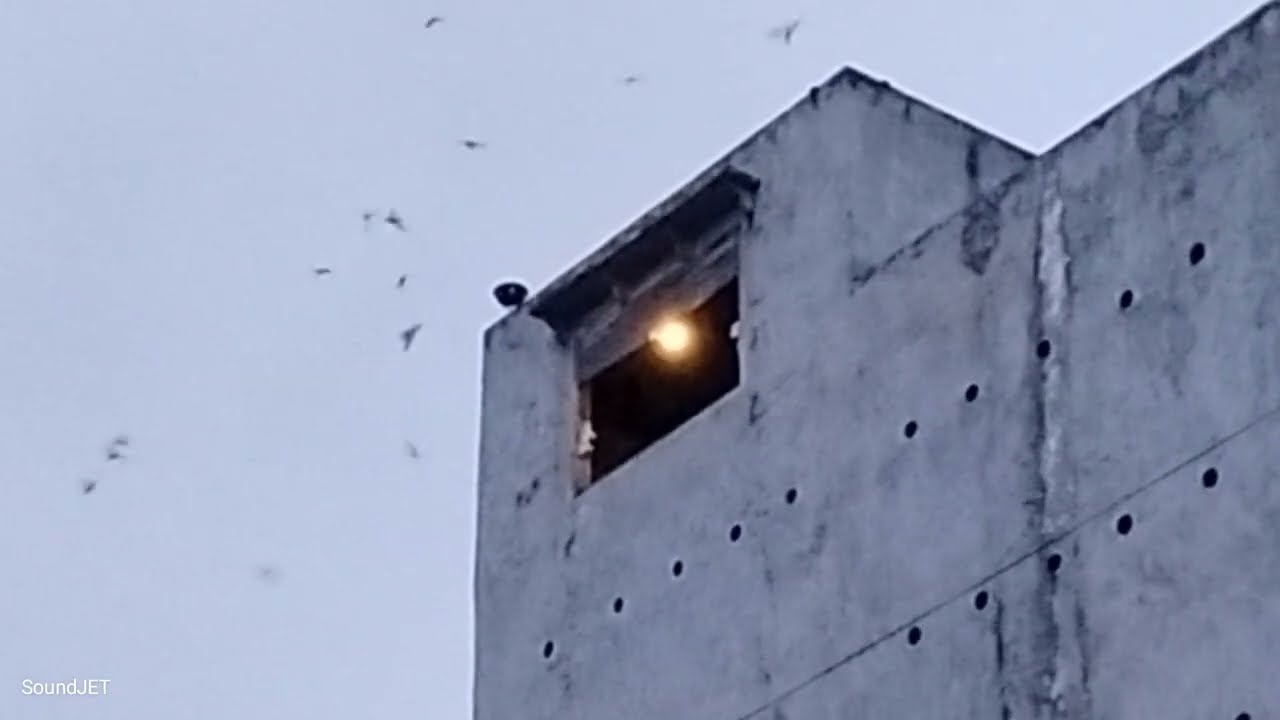 Kalteng ❗ Teknik Koloni❗Hari ke 4 proses observasi 