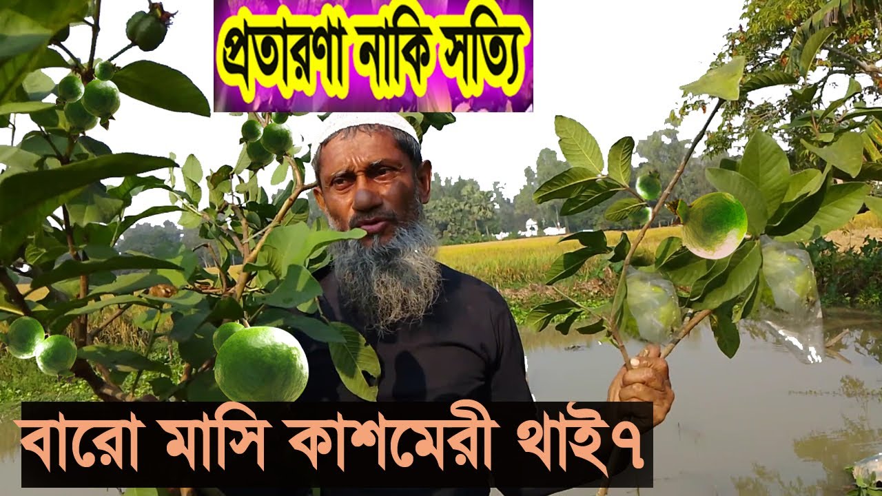 কাশমেরী থাই ৭ পিঁয়ারা! না হলে টাকা ফেরত—সত্যি নাকি প্রতারণা?বারোমাসি পেয়ারা চারা