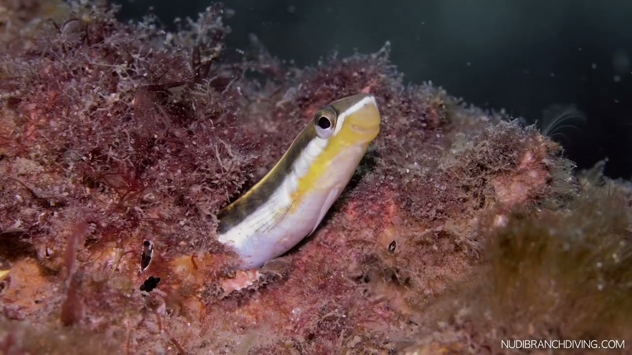 Fly Point - Macro Dives - 2021-02-01