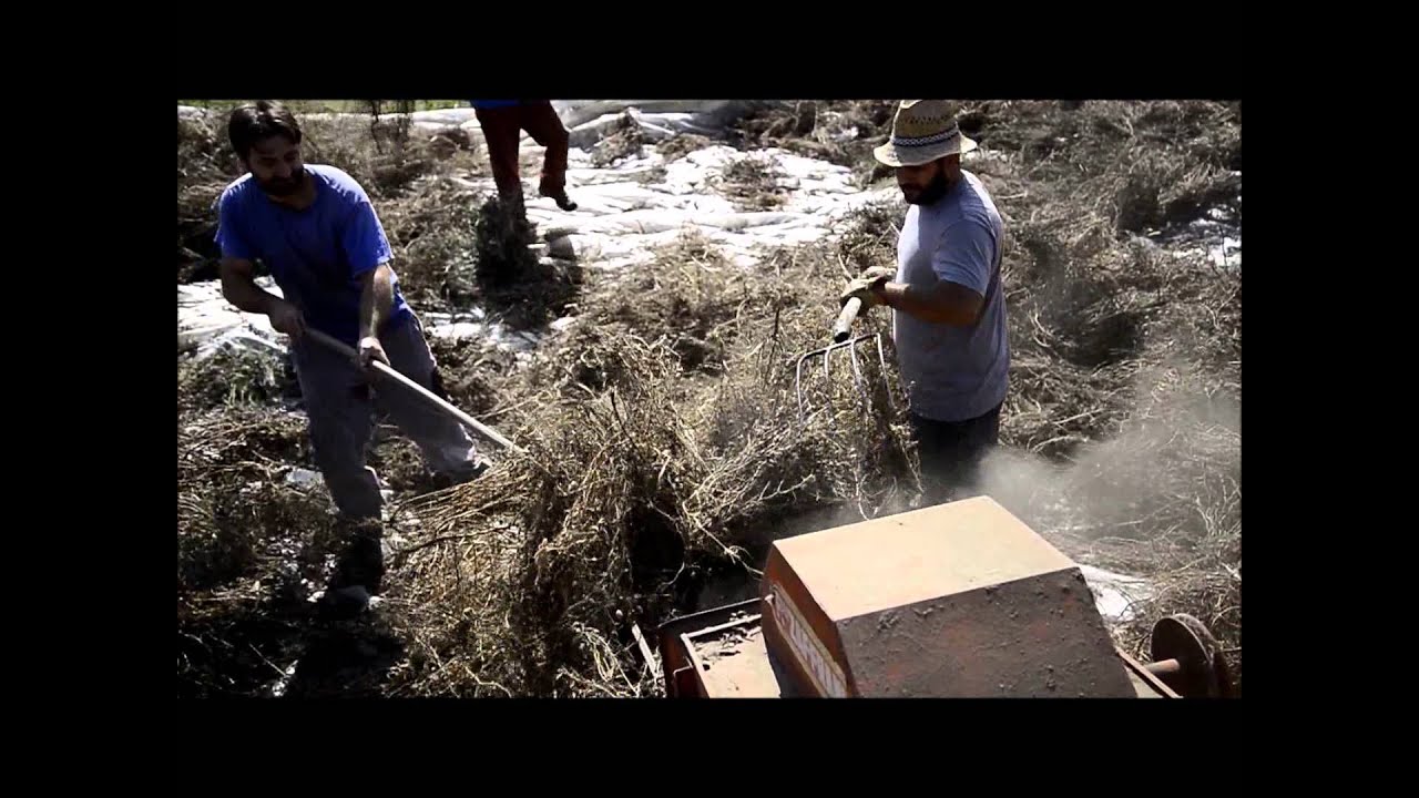 trebbiatura ceci e battitura fagioli - colline Caiatine (CE) settembre 2014