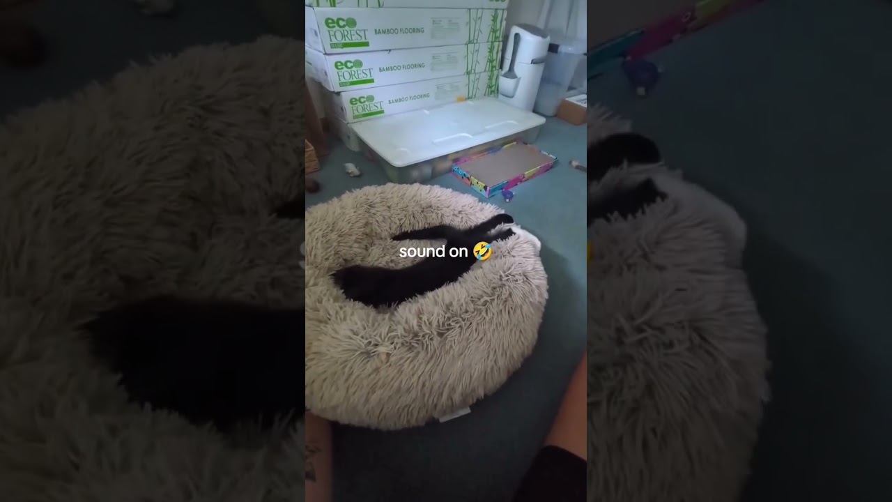 play with cat at home .. #catvideos #reaction #comedy #fun #shaababies #funny #pets #catcomedy