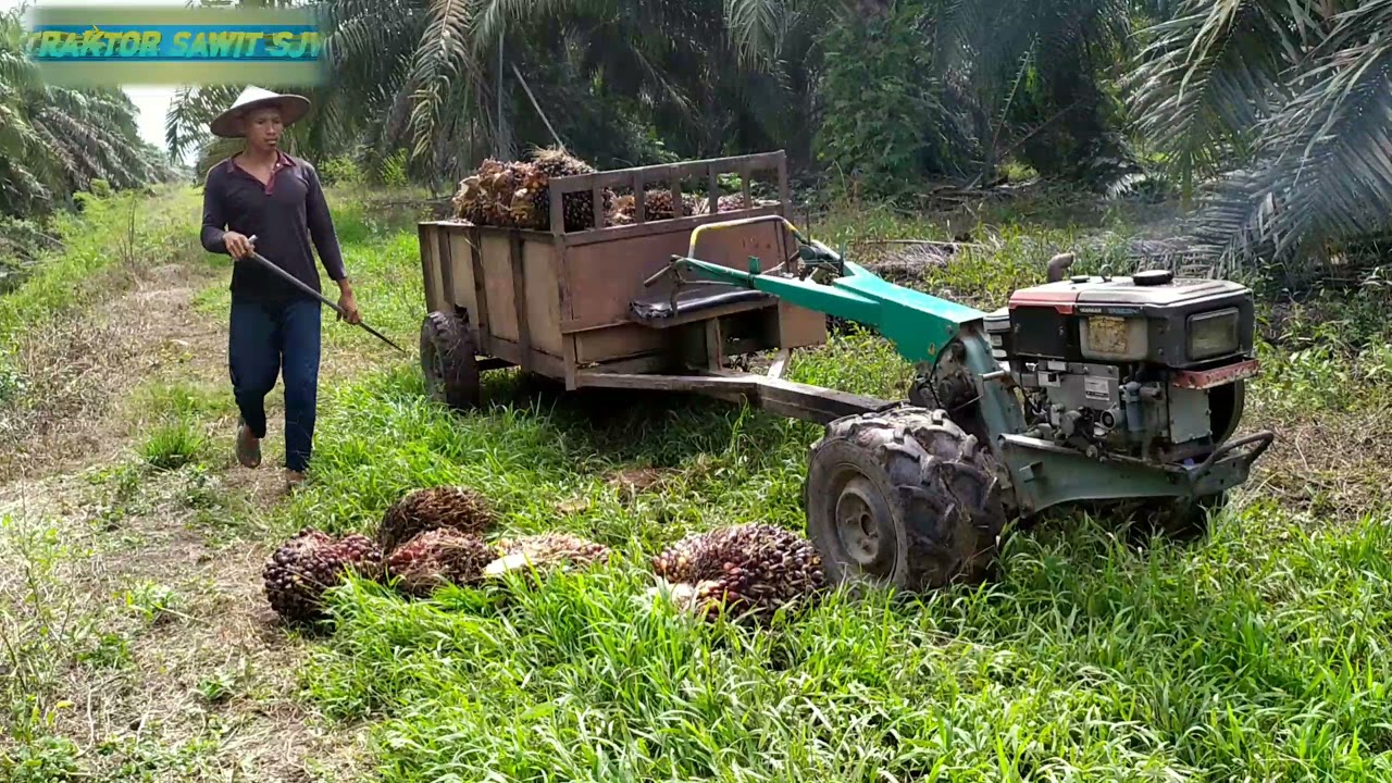Traktor Muat Sawit Super Gila// jalor 10
