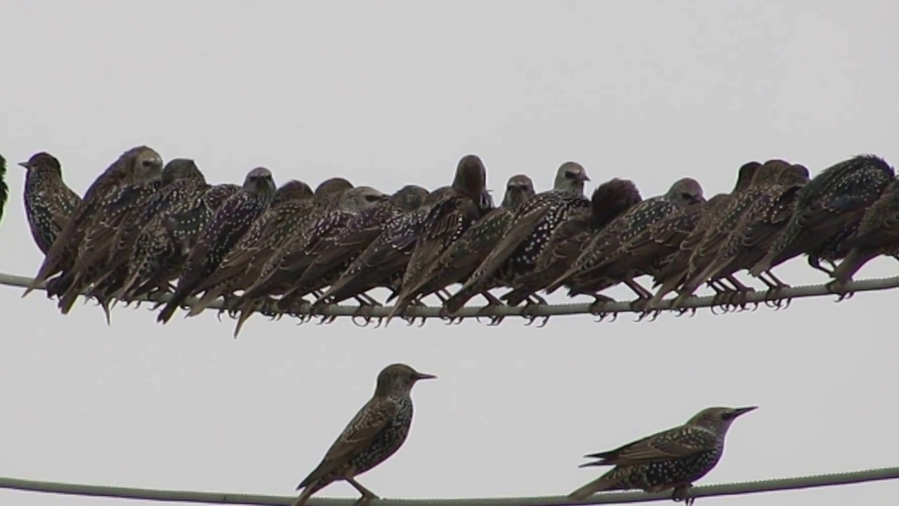 European Starling (Sturnus vulgaris ) &Psi;&alpha;&rho;ό&nu;&iota; , &Mu;&alpha;&upsilon;&rho;&omicron;&pi;&omicron;ύ&lambda;&iota; , &Lambda;&alpha;&zeta;&omicron;ύ&rho;&iota; - Cyprus