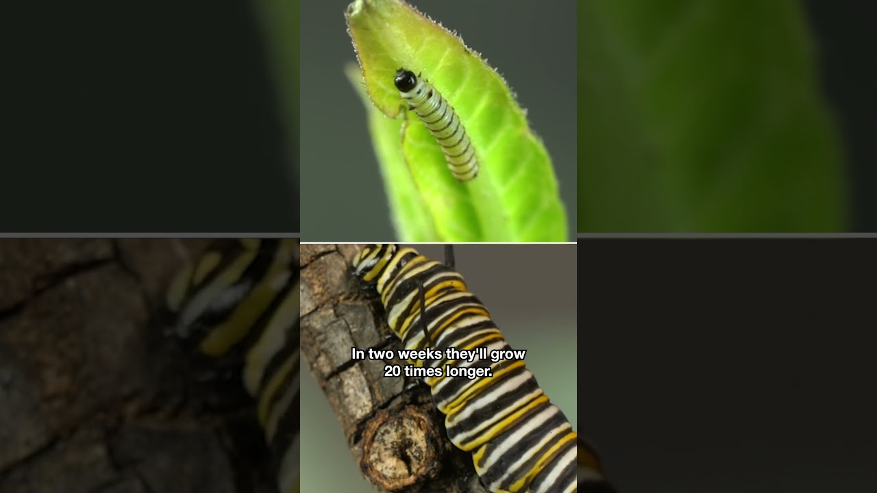 This Caterpillar Is an Eating Machine | 