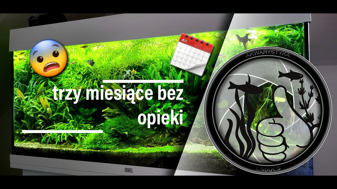 Akwarium zaniedbałem bo się połamałem