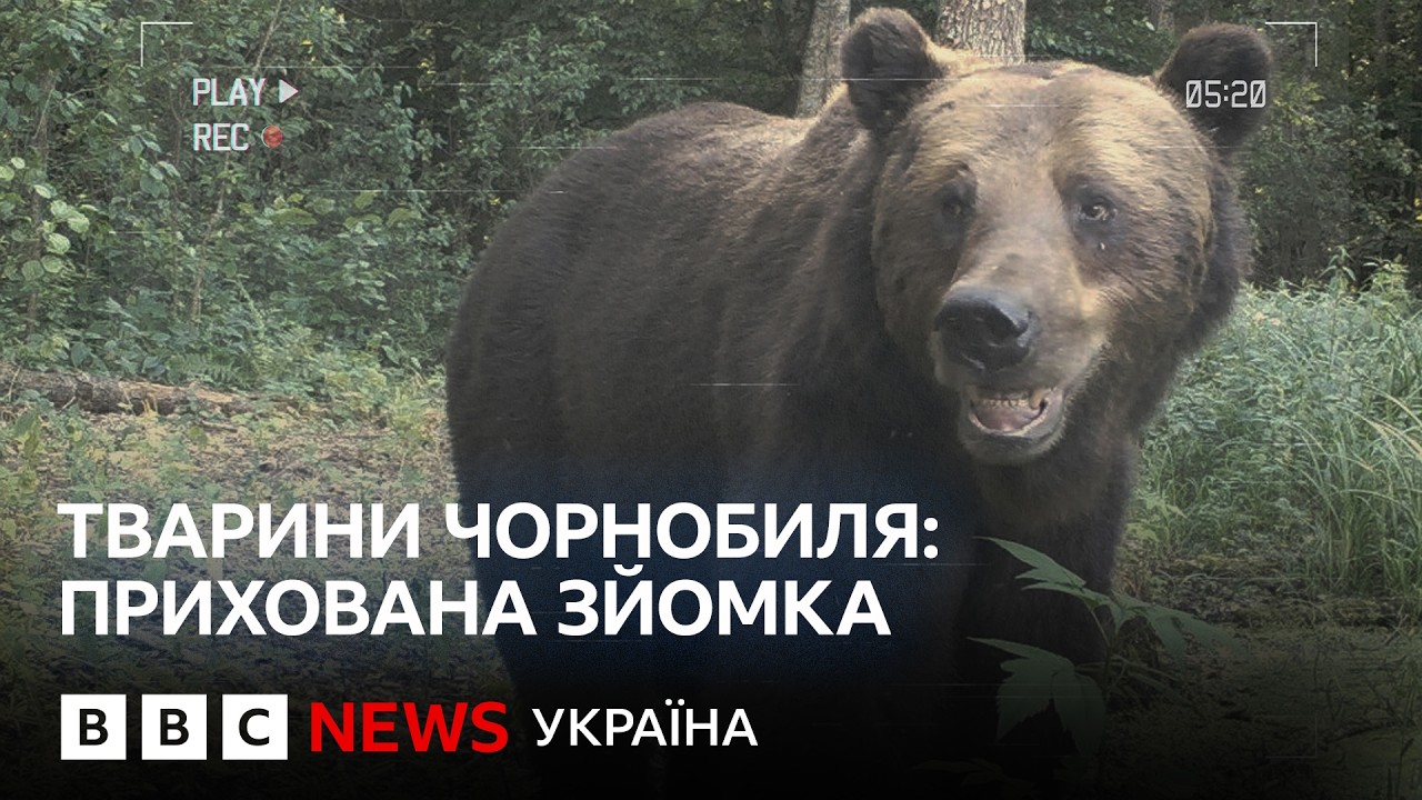 Тварини Чорнобиля до і під час російського вторгнення. Нові унікальні кадри з фотопасток