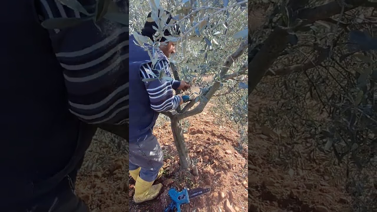 10 yaş zeytin ağaçlarında şekil budaması 