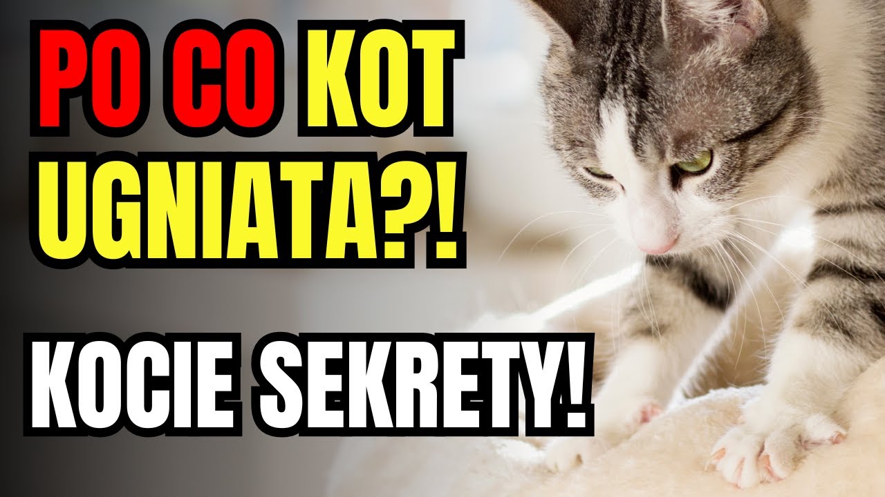 Dlaczego Kot Ugniata Łapkami? Oto, co naprawdę chce Ci powiedzieć!