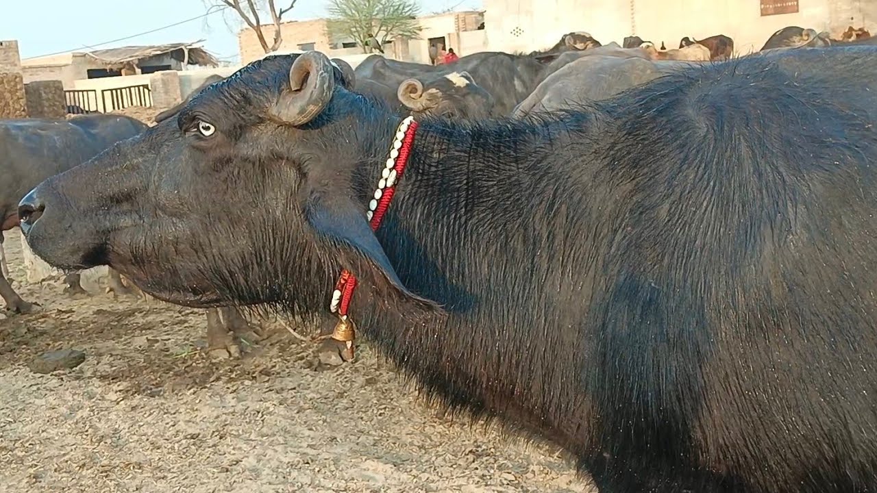 Watch pure neeli buffalo for sale in Punjab Pakistan on YouTube..1..3..2026....03003392728