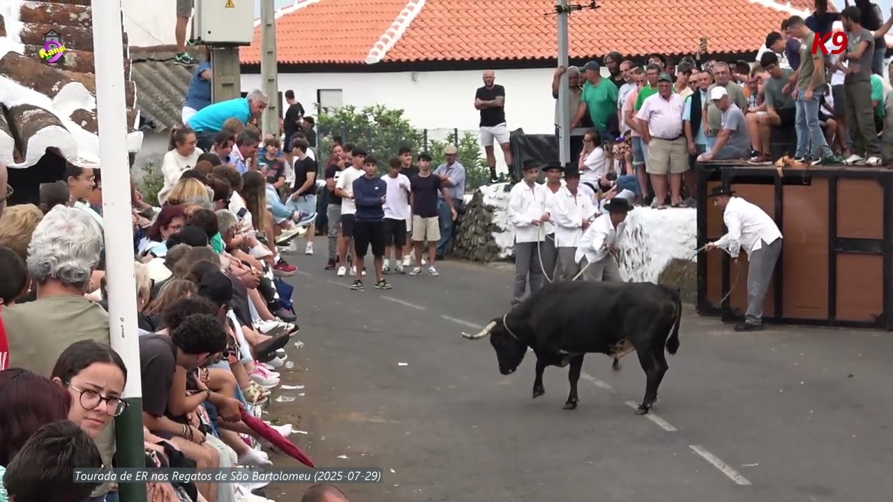 Tourada das Festas do Império dos Regatos de São Bartolomeu, com toiros de ER (2025-07-29)