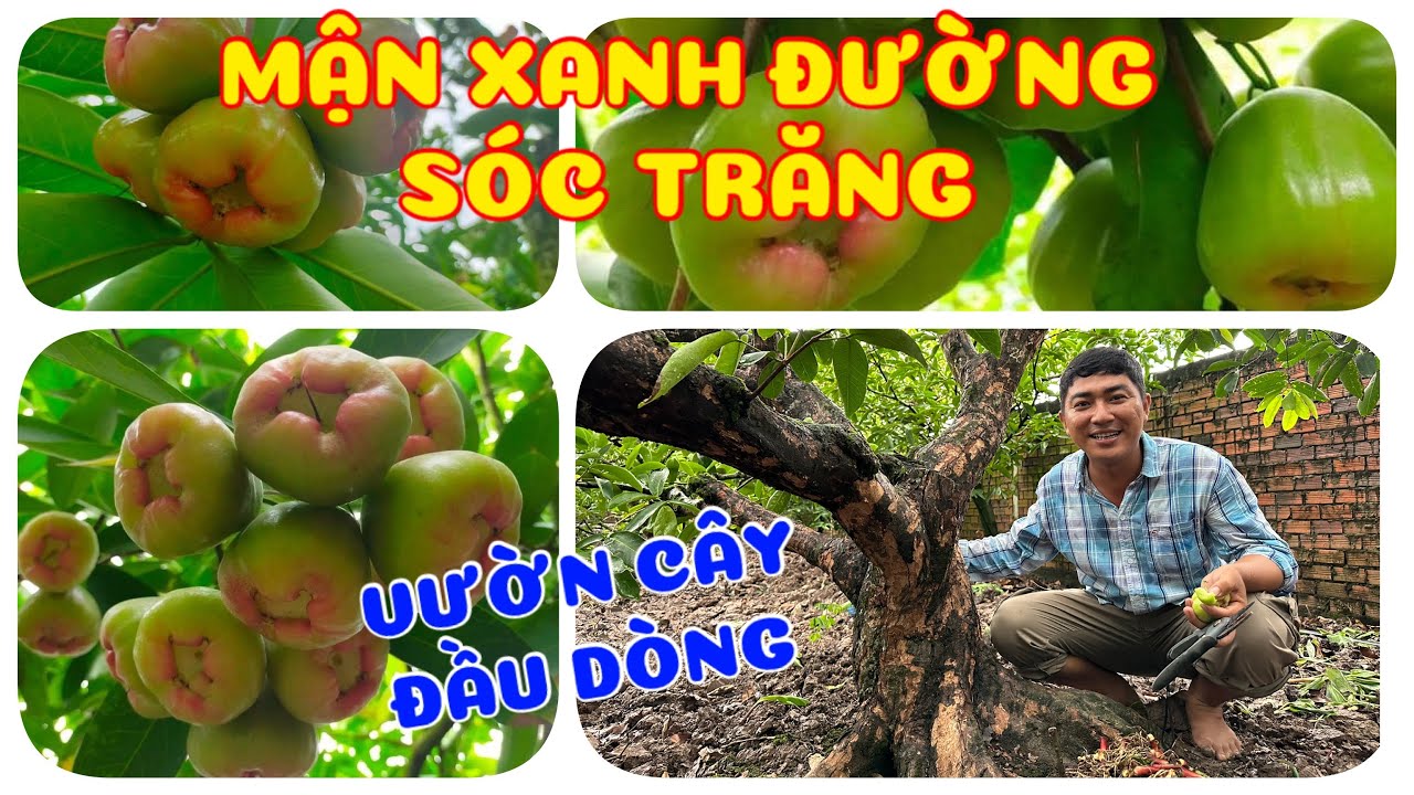 Cây Mận xanh đường Sóc Trăng vườn cây đầu dòng 0386569374 -Hoa kiểng Cái Mơn- Ngọc Ngân Bến Tre