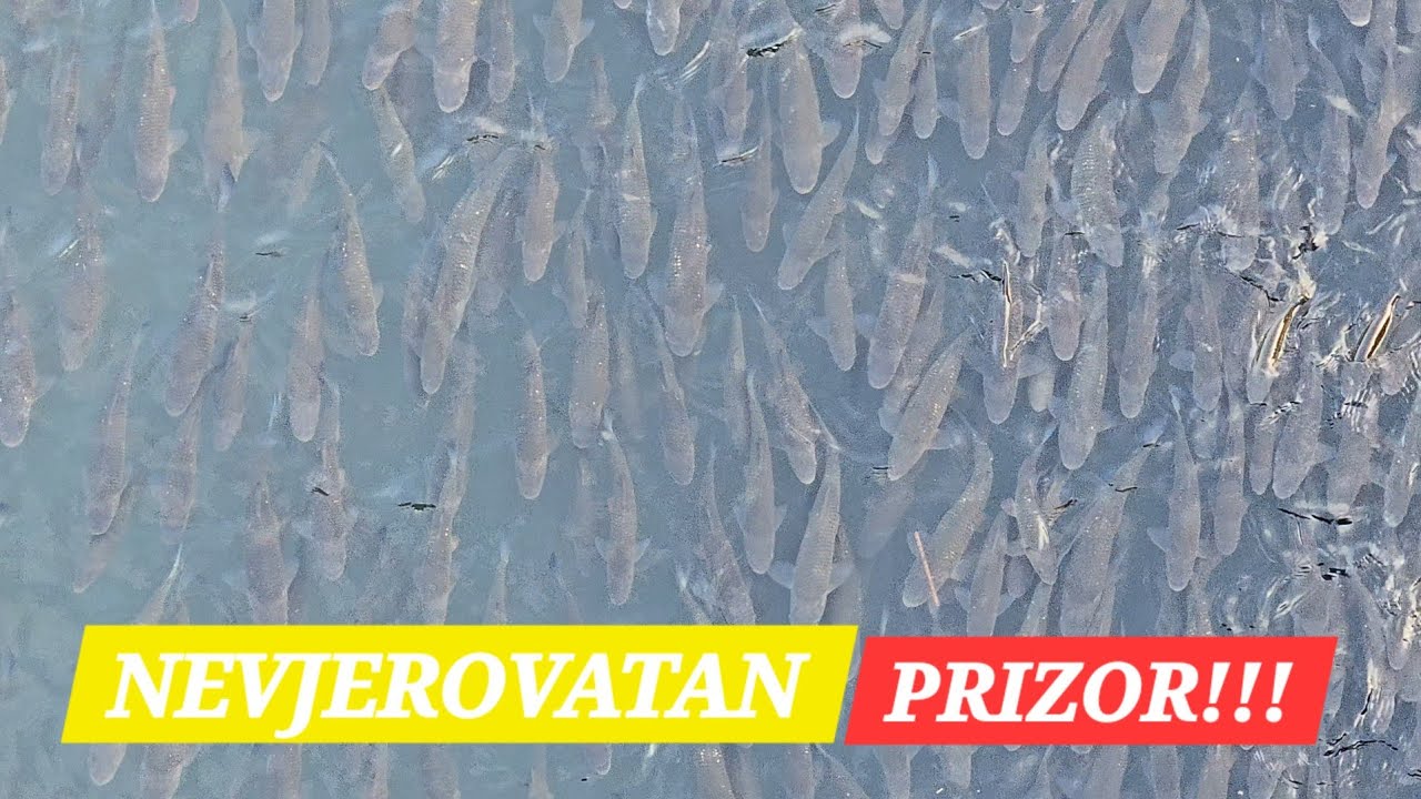 NEVJEROVATNO! Kakav prizor, ZIMOVNIK KLENOVA - PRIRODNI FENOMEN!