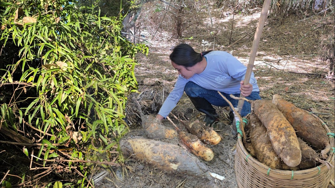 ป้าดๆทิโท!!ซุปเปอร์ หัวมันแซงป่าวันนี้!! หัวดกๆรุ่นใหญ่ๆยาวๆ ไซส์หัวมันสําปะหลัง!!28ธ.ค2568