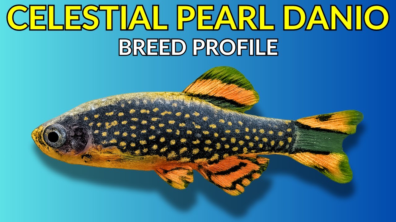 Celestial Pearl Danio Care Guide | Tank Setup  Feeding  Breeding & Lifespan