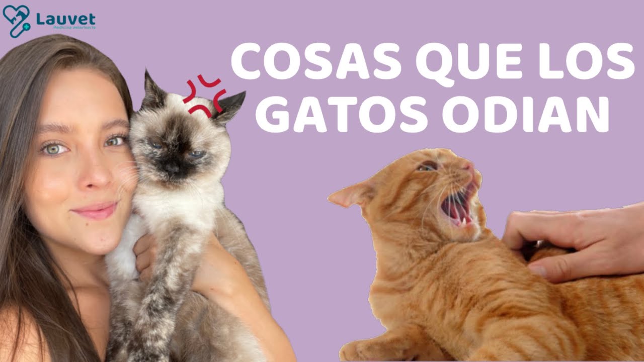 10 COSAS QUE LOS GATOS ODIAN - Lauvet
