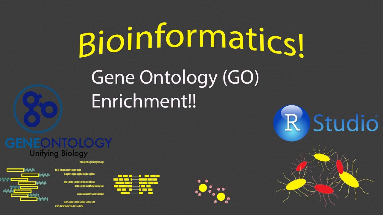 Bioinformatics - Gene Ontology (GO) Enrichment Analysis