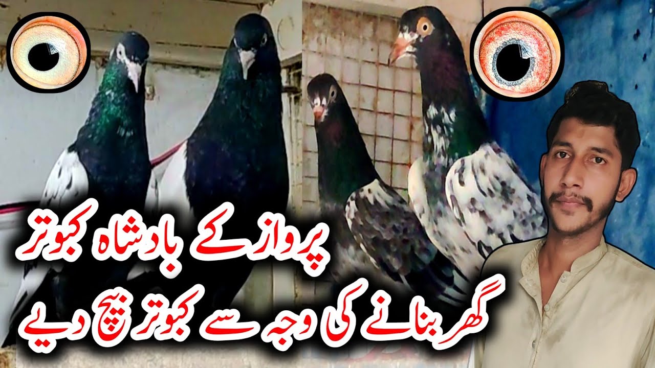 Rampuri Kabootar 💯 // Golden Kabootar // Royal Teddy Kabootar // Sakhi Bhatti Waly Teddy Kabootar 