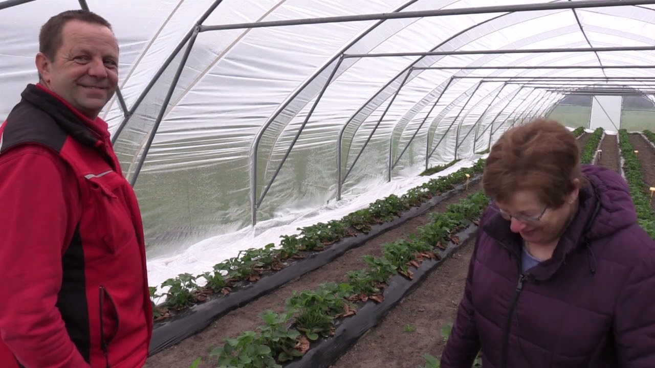 Aardbeienkwekerij van Noordenburg Stevensbeek