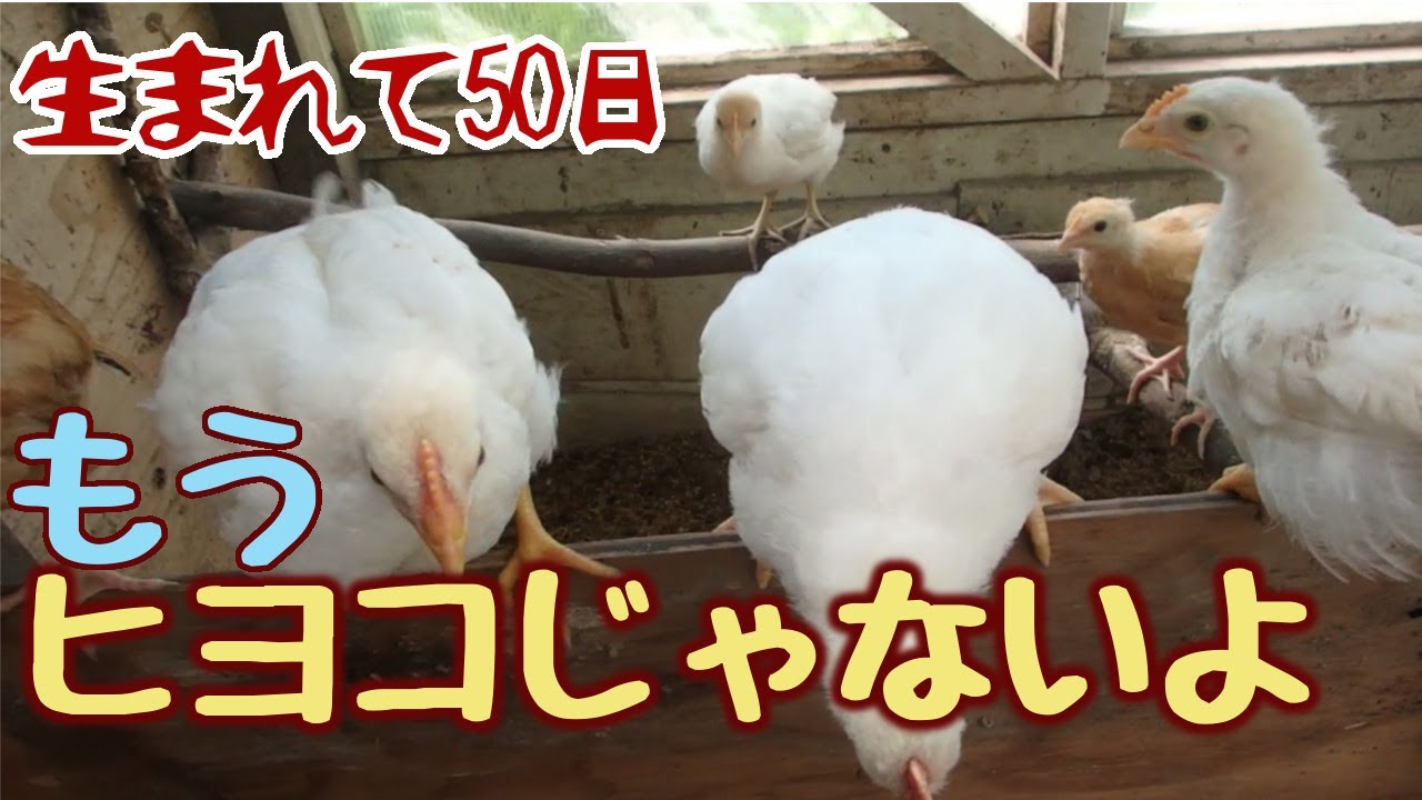 ヒヨコが若鶏になった【自給生活北海道ぐるりの暮らし#90】3週間の人工孵化を経て5月22日前後に生まれたヒナたち。順調に育って、もうすぐ2カ月となります。