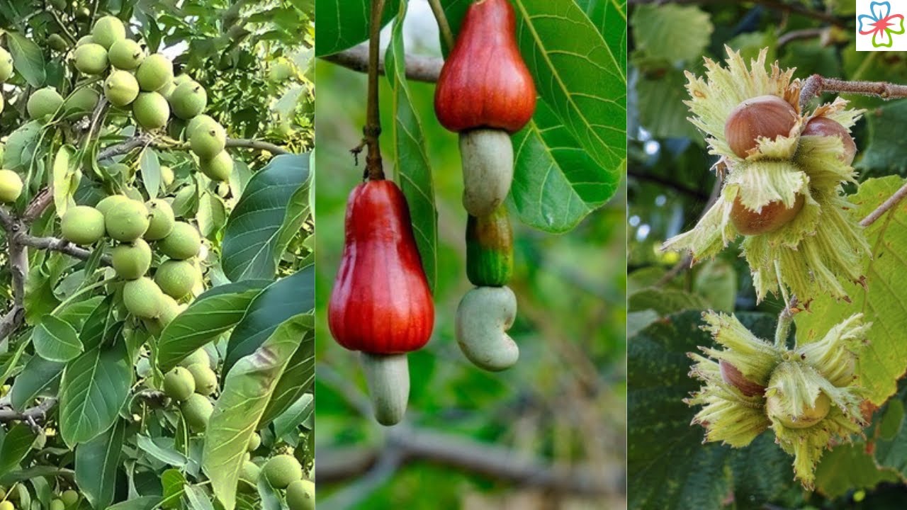 8 Best Nuts You Can Grow in Pots