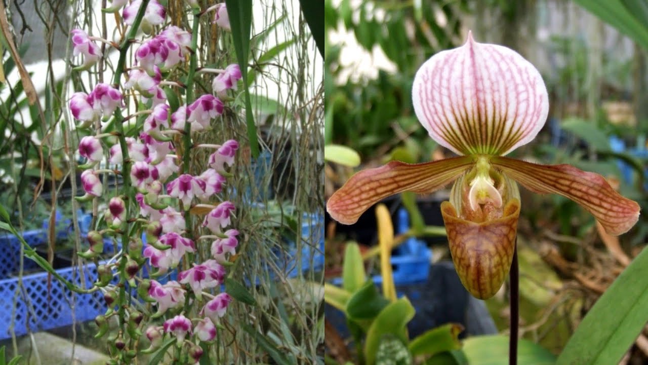Моя большая теплица Орхидей (My big greenhouse of Orchids)