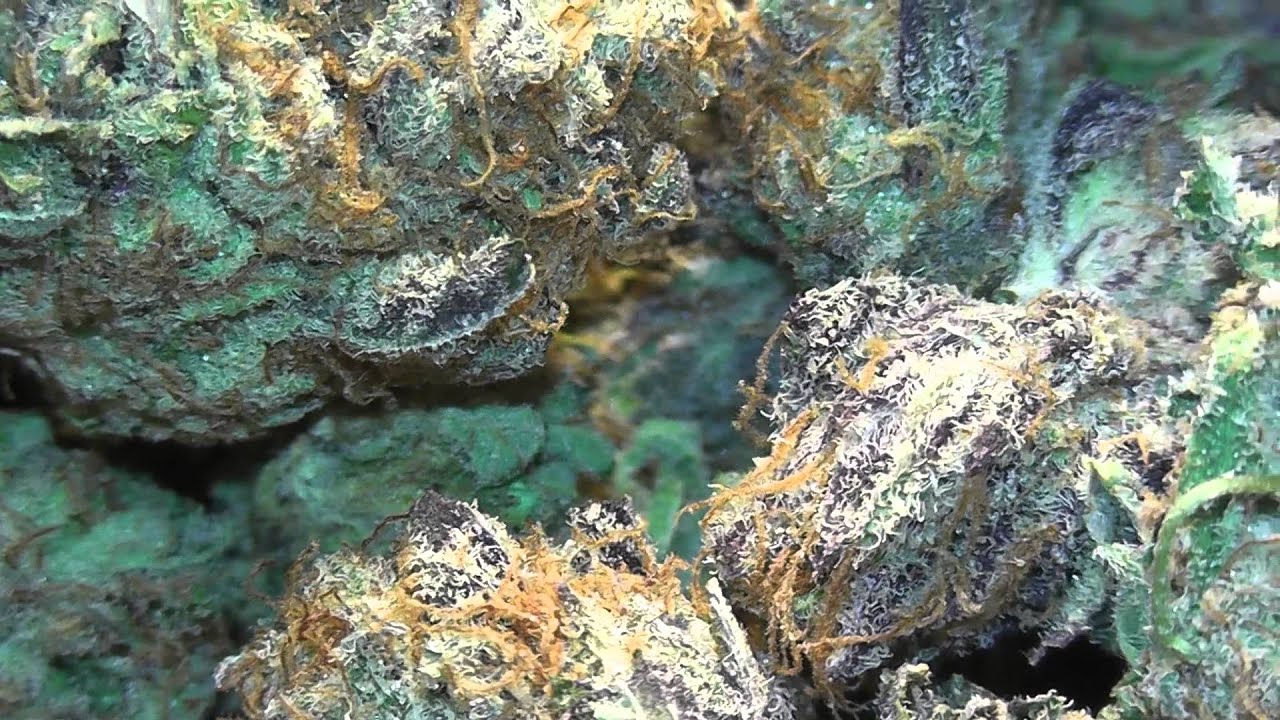 CHU SMOKIN? (Gods Gift)
