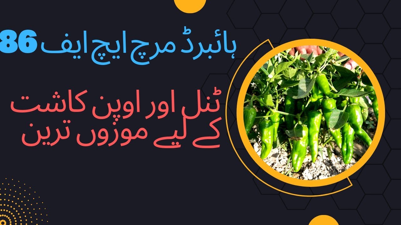 Hybrid Hot pepper HF-86|best chili variety|green chili|Tunnel Farming|Agriculture in Pakistan